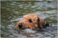 Anthony- Wasserspiele